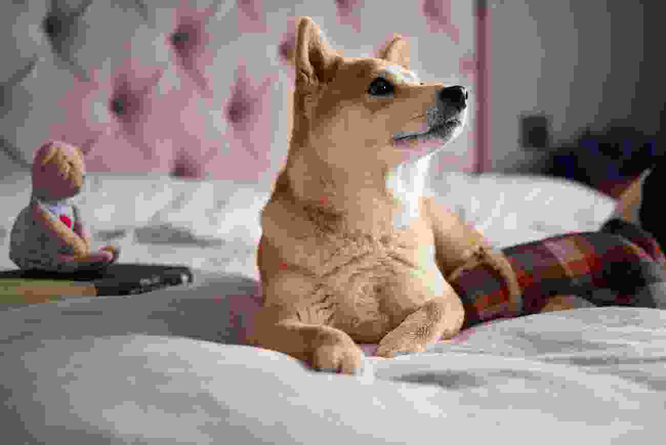 blog 8